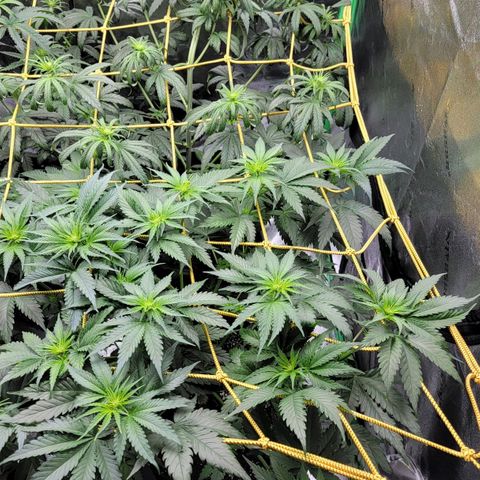 Candy Store RBX growlog timeline photo
