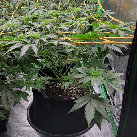 Candy Store RBX growlog timeline photo