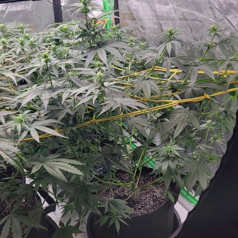 Candy Store RBX growlog photo: Feeding 1 gal each
5ml calmag
10ml big bloom
10ml grow big
10ml tiger bloom
4 drops phup