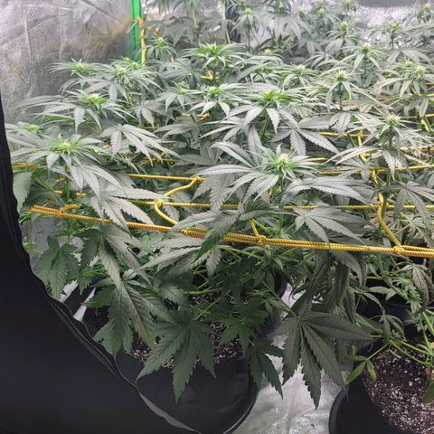 Candy Store RBX growlog photo: Feeding 1 gal each
5ml calmag
10ml big bloom
10ml grow big
10ml tiger bloom
4 drops phup