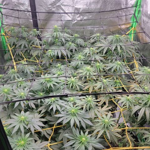 Candy Store RBX growlog photo: Feeding 1 gal each
5ml calmag
10ml big bloom
10ml grow big
10ml tiger bloom
4 drops phup