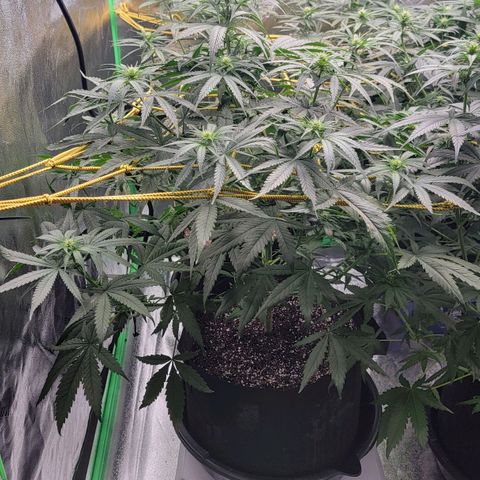 Candy Store RBX growlog photo: Feeding 1 gal each
5ml calmag
10ml big bloom
10ml grow big
10ml tiger bloom
4 drops phup
