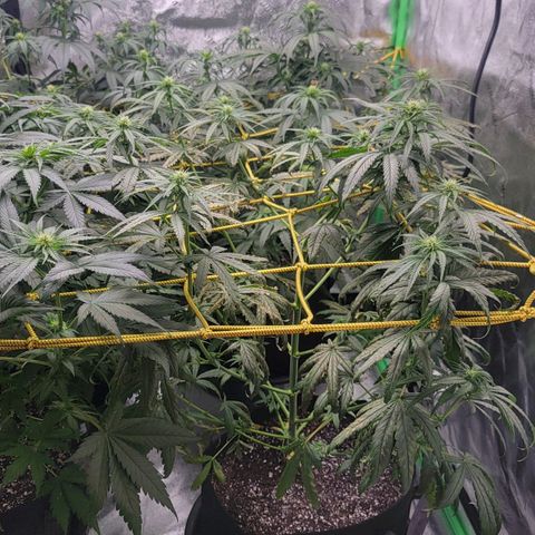 Candy Store RBX growlog photo: Feeding 1 gal each
5ml calmag
10ml big bloom
10ml grow big
10ml tiger bloom
4 drops phup