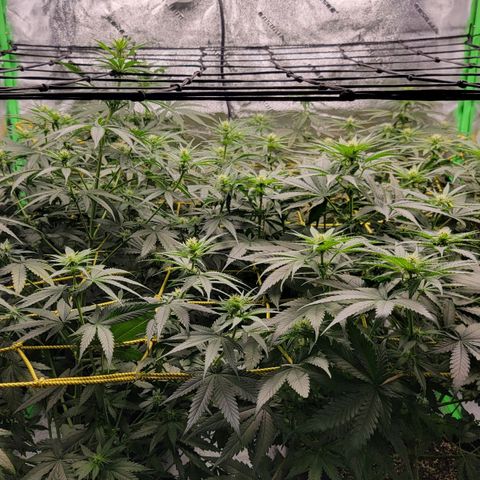 Candy Store RBX growlog timeline photo