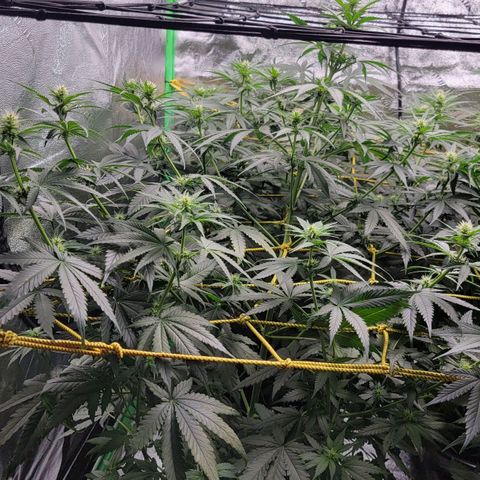 Candy Store RBX growlog timeline photo