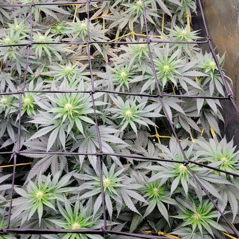 Candy Store RBX growlog timeline photo