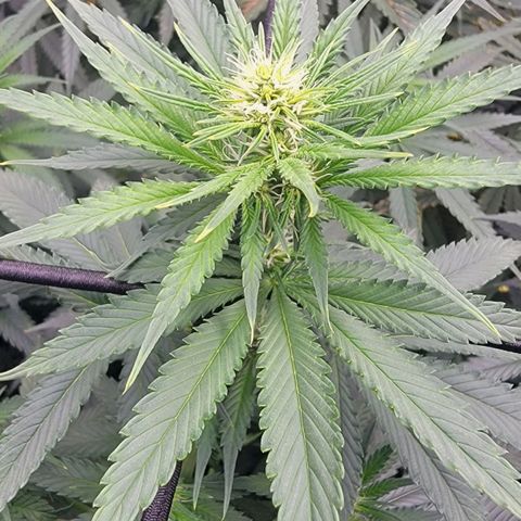 Candy Store RBX growlog timeline photo