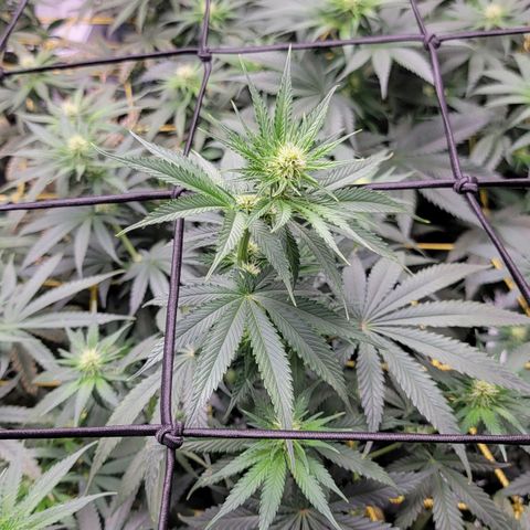 Candy Store RBX growlog timeline photo