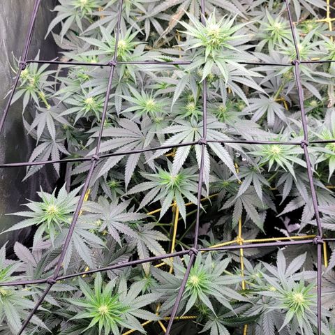 Candy Store RBX growlog timeline photo