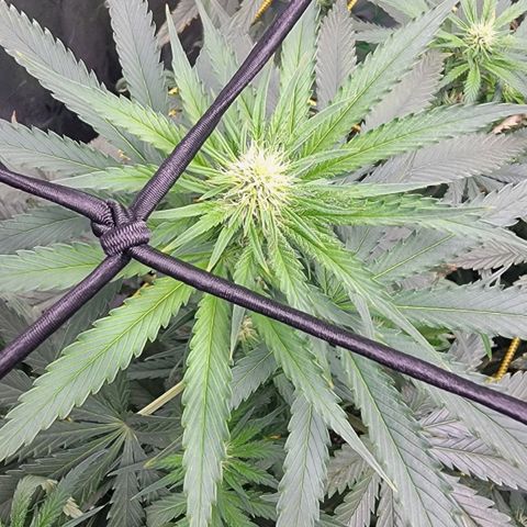 Candy Store RBX growlog timeline photo