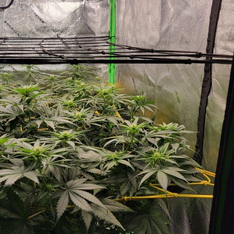 Candy Store RBX growlog timeline photo