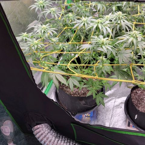 Candy Store RBX growlog timeline photo