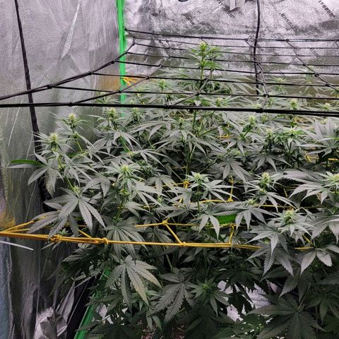 Candy Store RBX growlog timeline photo