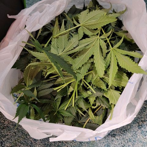 Candy Store RBX growlog timeline photo