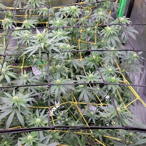 Candy Store RBX growlog timeline photo