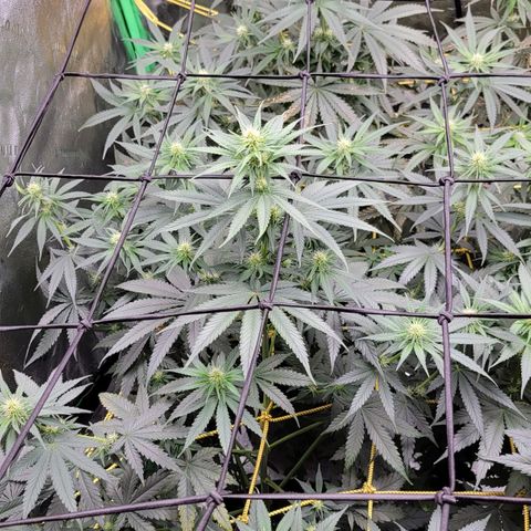 Candy Store RBX growlog timeline photo