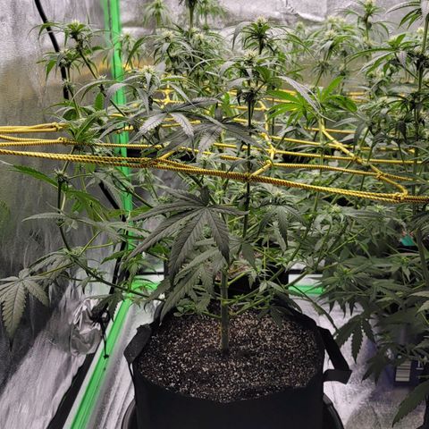 Candy Store RBX growlog timeline photo