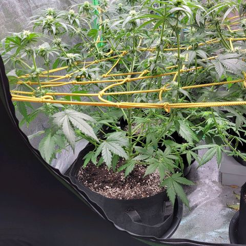 Candy Store RBX growlog timeline photo