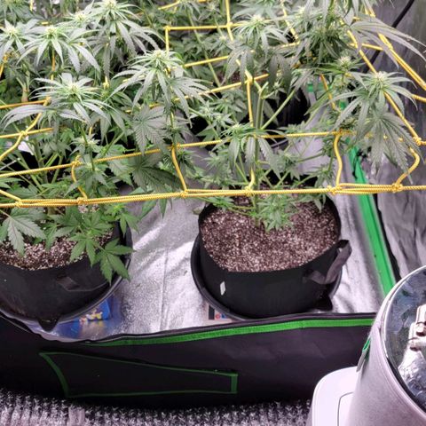 Candy Store RBX growlog timeline photo