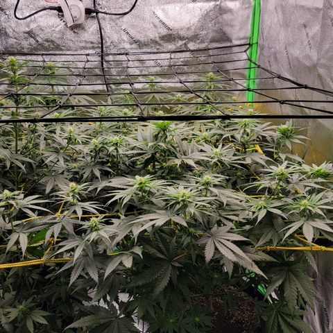 Candy Store RBX growlog timeline photo