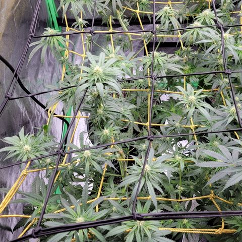 Candy Store RBX growlog timeline photo