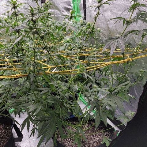 Candy Store RBX growlog timeline photo