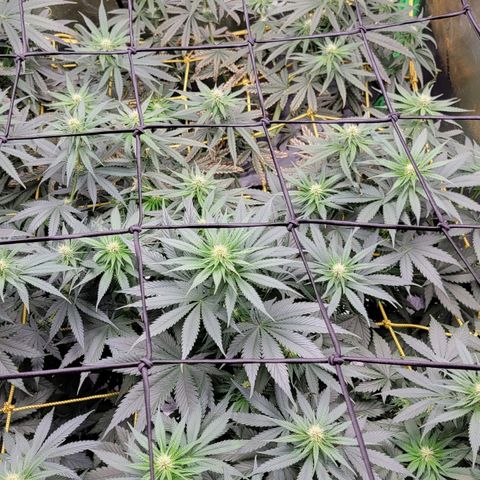 Candy Store RBX growlog timeline photo