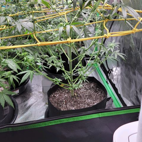Candy Store RBX growlog timeline photo