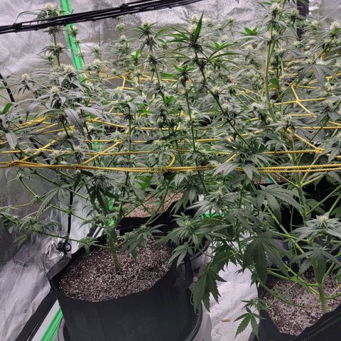 Candy Store RBX growlog photo: Feeding
2 gal each (ml/gal)
5ml calmag
10ml big bloom
10ml Grow big
10ml tiger bloom
4 drops phup