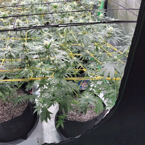 Candy Store RBX growlog photo: Feeding
2 gal each (ml/gal)
5ml calmag
10ml big bloom
10ml Grow big
10ml tiger bloom
4 drops phup