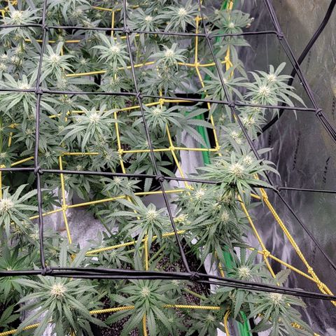Candy Store RBX growlog photo: Feeding
2 gal each (ml/gal)
5ml calmag
10ml big bloom
10ml Grow big
10ml tiger bloom
4 drops phup