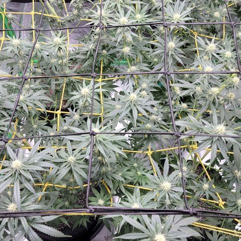 Candy Store RBX growlog photo: Feeding
2 gal each (ml/gal)
5ml calmag
10ml big bloom
10ml Grow big
10ml tiger bloom
4 drops phup