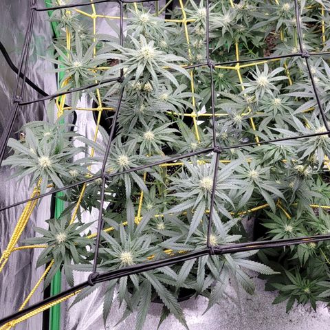Candy Store RBX growlog photo: Feeding
2 gal each (ml/gal)
5ml calmag
10ml big bloom
10ml Grow big
10ml tiger bloom
4 drops phup