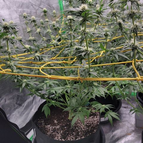 Candy Store RBX growlog photo: Feeding
2 gal each (ml/gal)
5ml calmag
10ml big bloom
10ml Grow big
10ml tiger bloom
4 drops phup