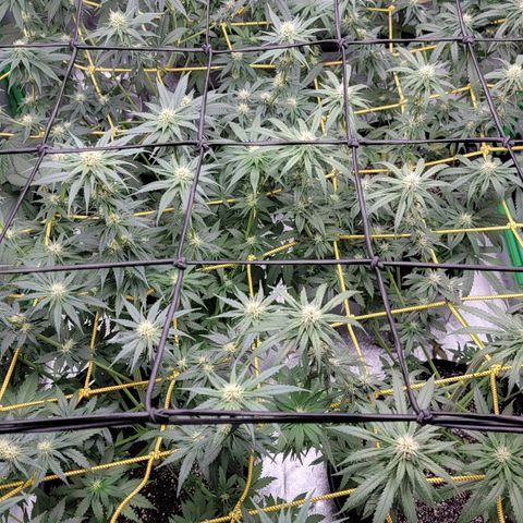 Candy Store RBX growlog photo: Feeding
2 gal each (ml/gal)
5ml calmag
10ml big bloom
10ml Grow big
10ml tiger bloom
4 drops phup