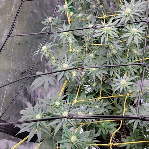 Candy Store RBX growlog photo: Feeding
2 gal each (ml/gal)
5ml calmag
10ml big bloom
10ml Grow big
10ml tiger bloom
4 drops phup