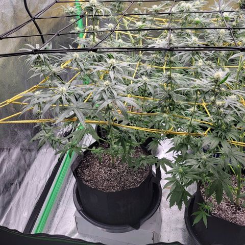 Candy Store RBX growlog timeline photo