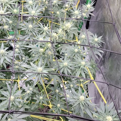 Candy Store RBX growlog photo: Feeding
2 gal each (ml/gal)
5ml calmag
10ml big bloom
10ml Grow big
10ml tiger bloom
4 drops phup