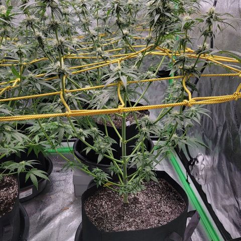 Candy Store RBX growlog photo: Feeding
2 gal each (ml/gal)
5ml calmag
10ml big bloom
10ml Grow big
10ml tiger bloom
4 drops phup