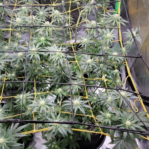 Candy Store RBX growlog timeline photo