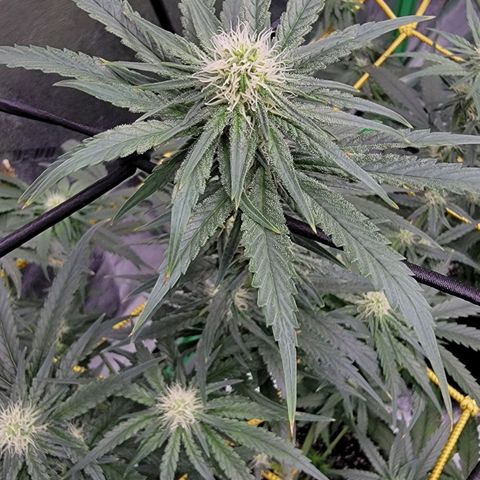 Candy Store RBX growlog timeline photo