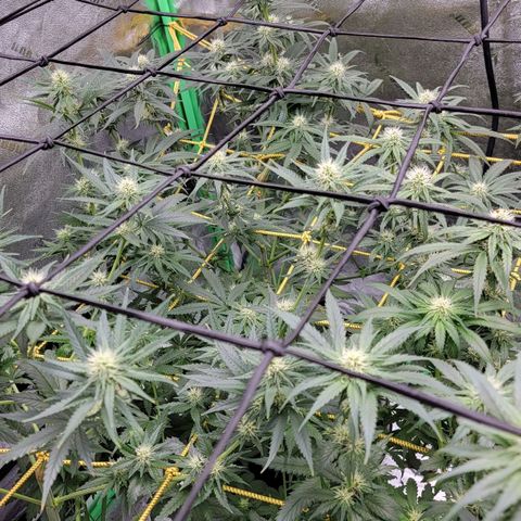 Candy Store RBX growlog timeline photo