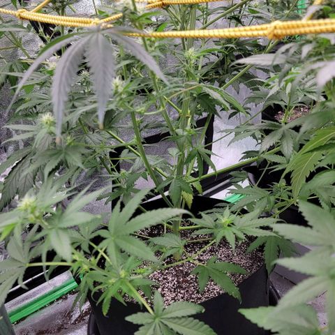 Candy Store RBX growlog timeline photo