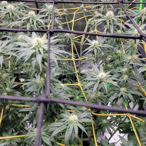 Candy Store RBX growlog timeline photo