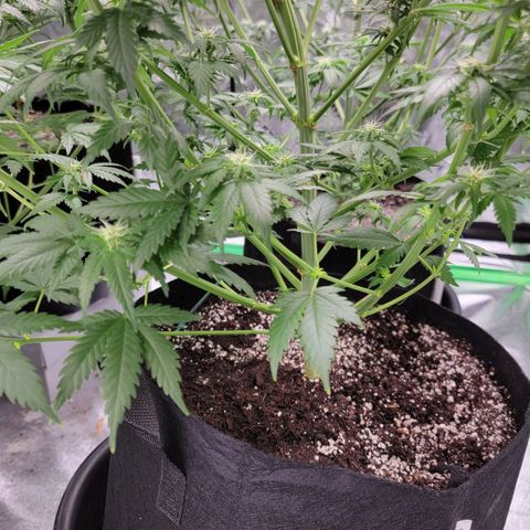 Candy Store RBX growlog timeline photo