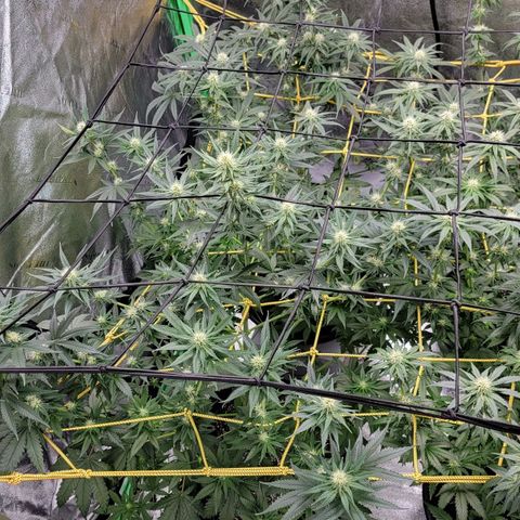 Candy Store RBX growlog timeline photo