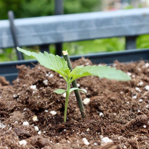 Melonade Runtz growlog timeline photo