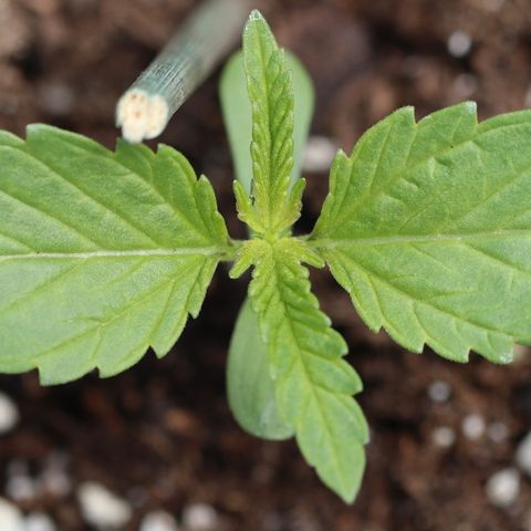 Melonade Runtz growlog timeline photo