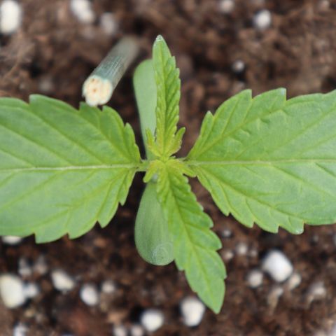 Melonade Runtz growlog timeline photo