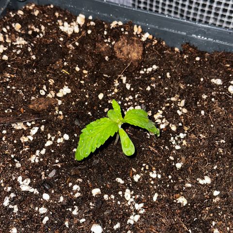 Melonade Runtz growlog photo: (Nachts) ~8 Grad